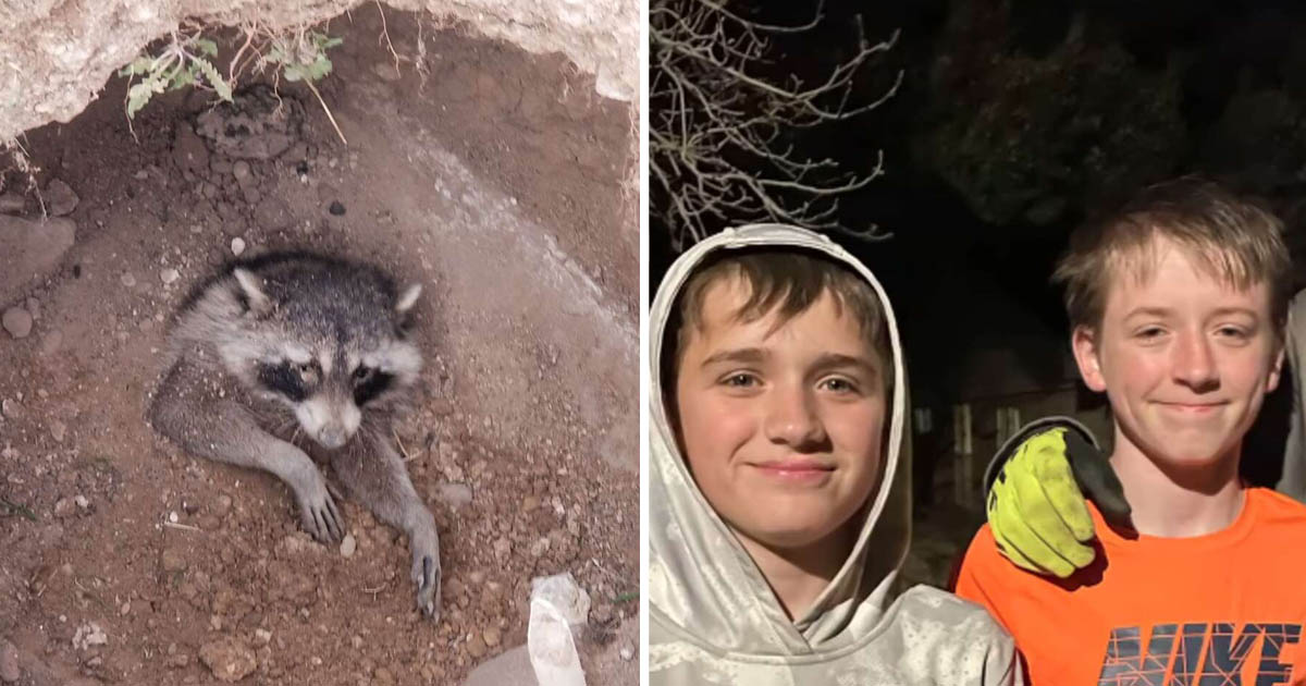 Niños bondadosos rescate mapache enterrado