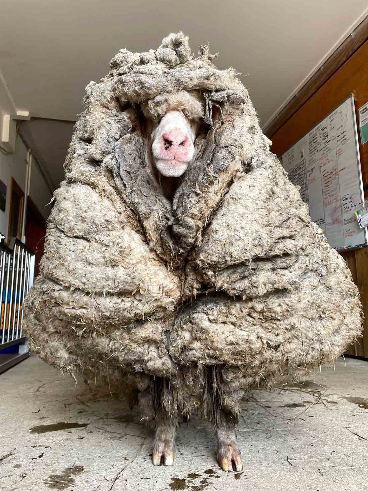 Oveja encontrada en bosque Australiano