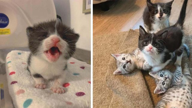 Pequeña gatita con gran personalidad se reúne con sus hermanos