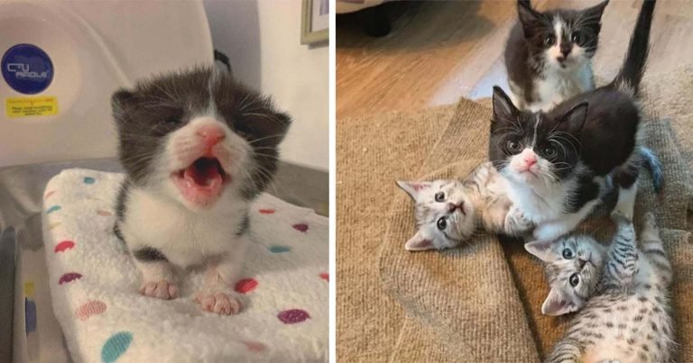 Pequeña gatita con gran personalidad se reúne con sus hermanos