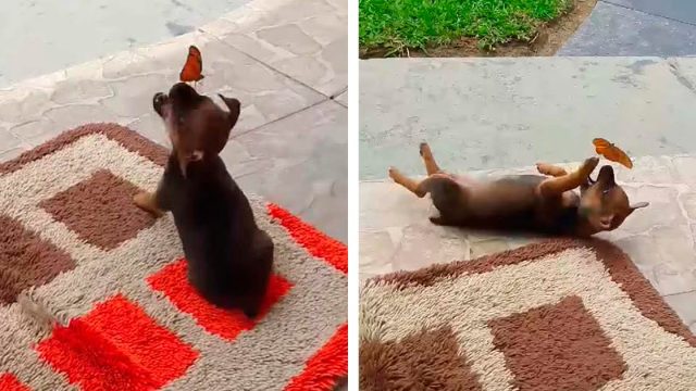 Pequeño cachorro comparte un momento adorable con una mariposa muy amigable