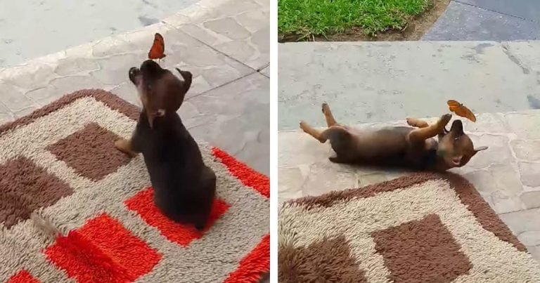 Pequeño cachorro comparte un momento adorable con una mariposa muy amigable