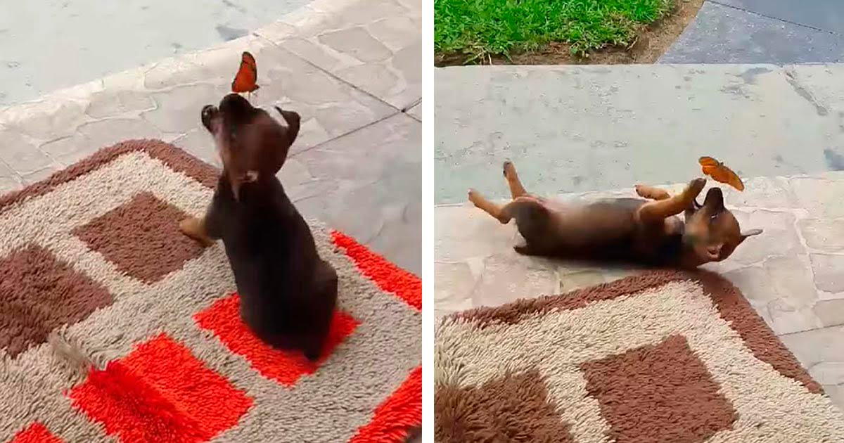 Pequeño cachorro comparte un momento adorable con una mariposa muy amigable