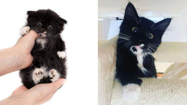 Pequeño gatito que nació con una rara condición, está decidido a crecer grande y fuerte