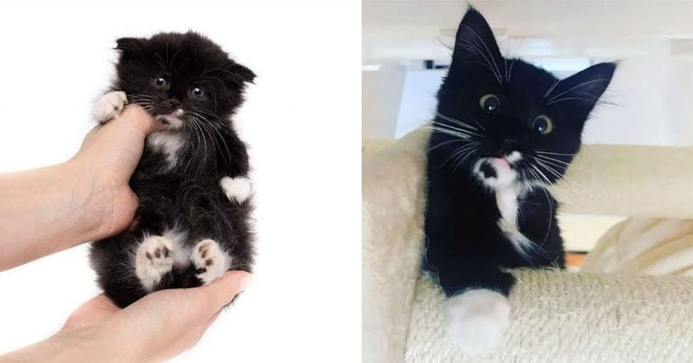 Pequeño gatito que nació con una rara condición, está decidido a crecer grande y fuerte