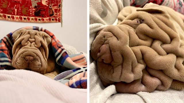 Pequeño shar Pei es tan arrugado que la gente dice que parece una manta arrugada