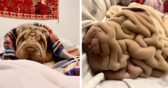 Pequeño shar Pei es tan arrugado que la gente dice que parece una manta arrugada