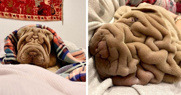 Pequeño shar Pei es tan arrugado que la gente dice que parece una manta arrugada