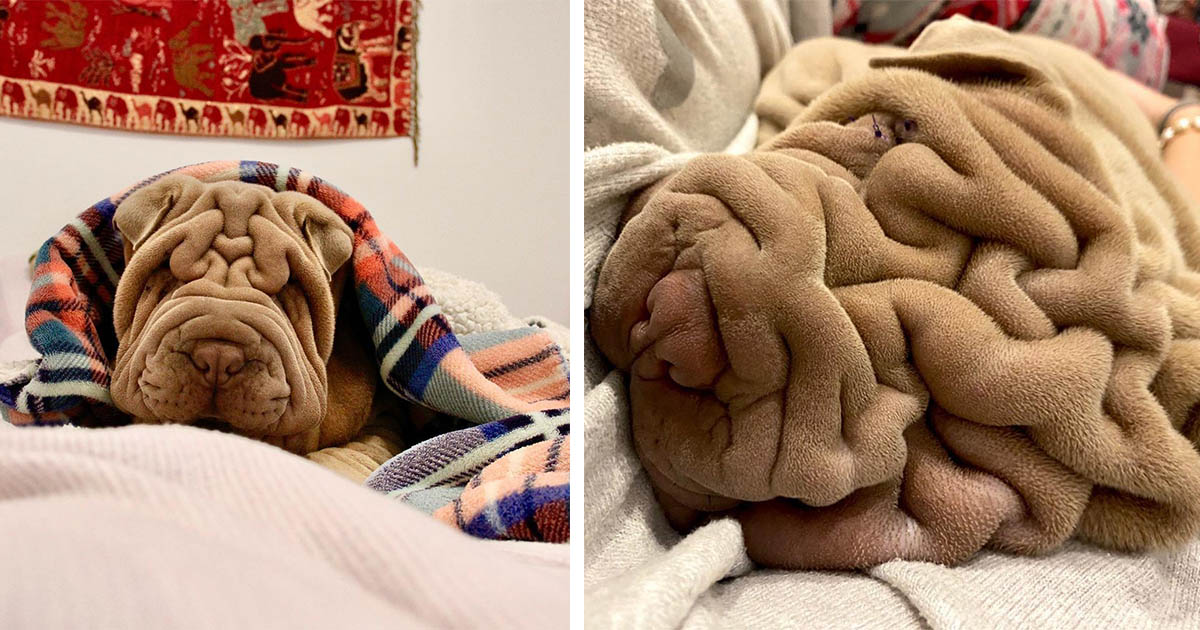 Pequeño shar Pei es tan arrugado que la gente dice que parece una manta arrugada