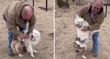 Perrita ciega y sorda reconoce de inmediato a su abuelo después de un año separados