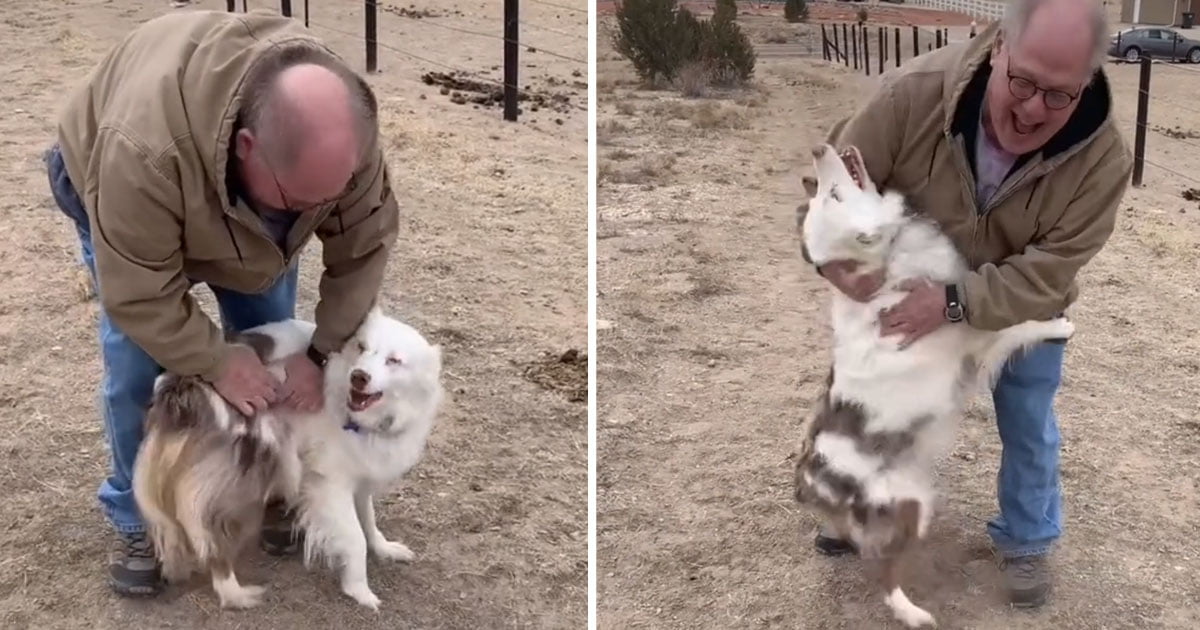 Perrita ciega sorda reconoce abuelo