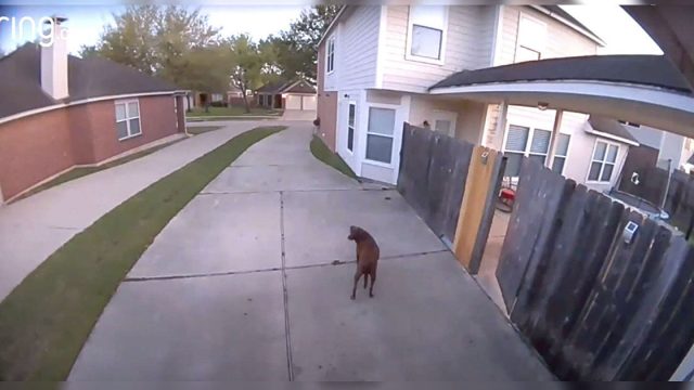 Perrita escapa de casa, pero se da cuenta de repente de que la han pillado