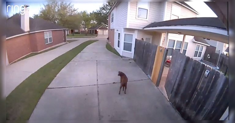 Perrita escapa de casa, pero se da cuenta de repente de que la han pillado