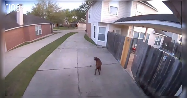 Perrita escapa de casa, pero se da cuenta de repente de que la han pillado