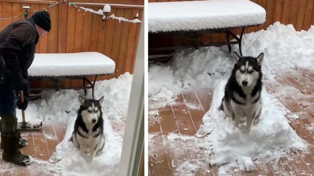 Perrito amante de la nieve se niega a dejar que su abuelo lo limpie todo