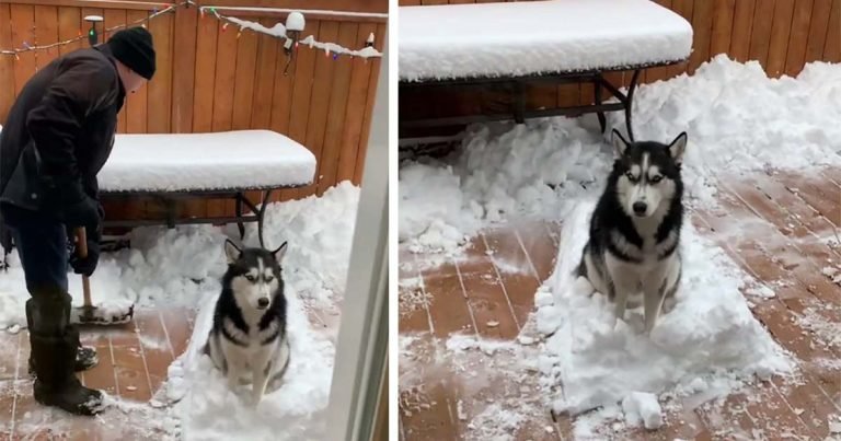 Perrito amante de la nieve se niega a dejar que su abuelo lo limpie todo