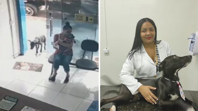 Perrito enfermo ingresa clínica veterinaria pedir ayuda