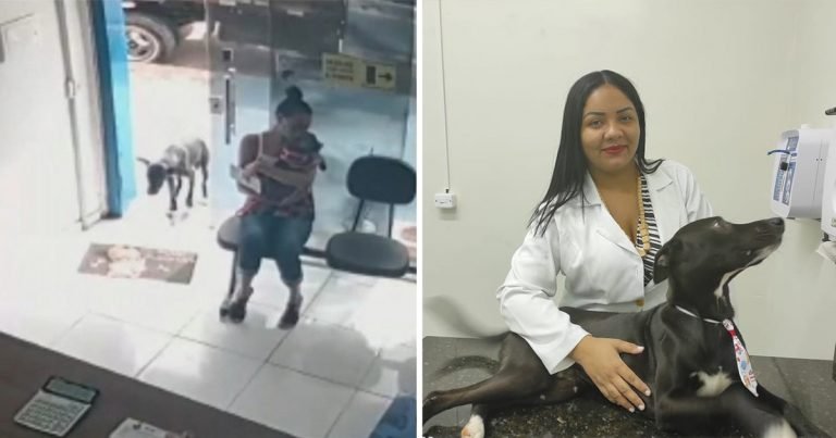 Perrito enfermo ingresa clínica veterinaria pedir ayuda