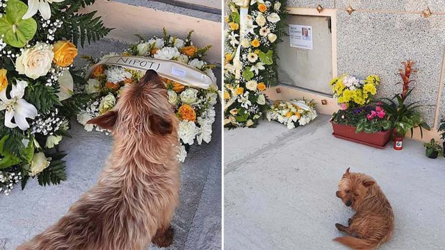 Perrito recorre kilómetros para visitar tumba