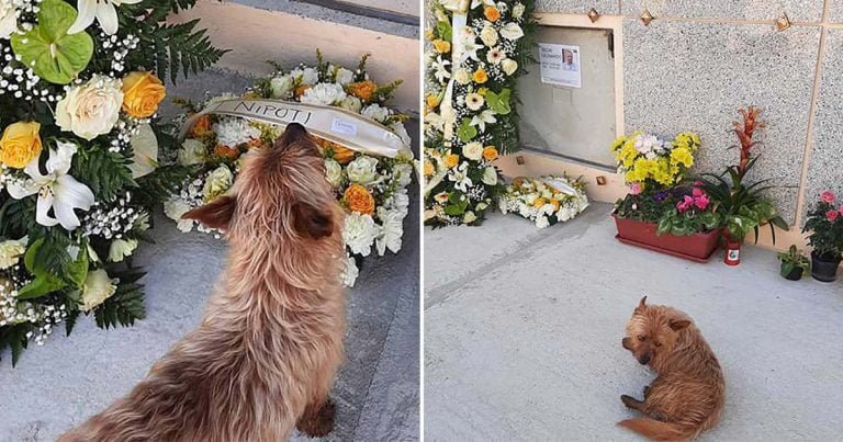Perrito recorre kilómetros para visitar tumba