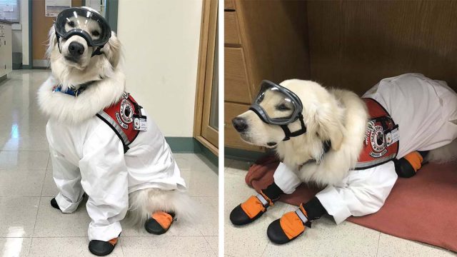 Perro de servicio aprende a usar gafas de protección para poder trabajar en el laboratorio