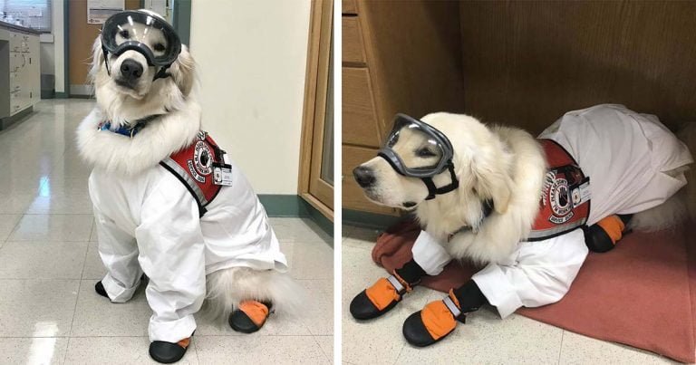 Perro de servicio aprende a usar gafas de protección para poder trabajar en el laboratorio