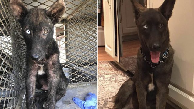 Perro enfermo en refugio se transforma