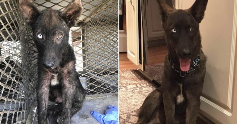 Perro enfermo en refugio se transforma