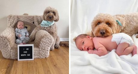 Perro insiste en que la sesión de fotos de recién nacido no puede suceder sin él
