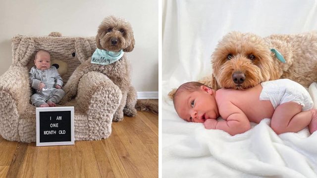 Perro insiste en que la sesión de fotos de recién nacido no puede suceder sin él