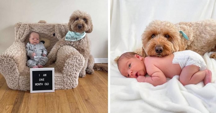 Perro insiste en que la sesión de fotos de recién nacido no puede suceder sin él