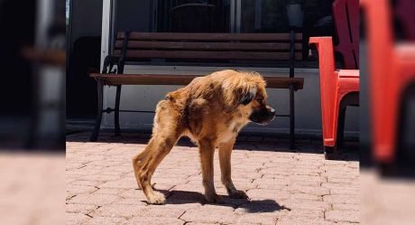 Perrita que nació con una columna vertebral muy corta no sabe que es diferente