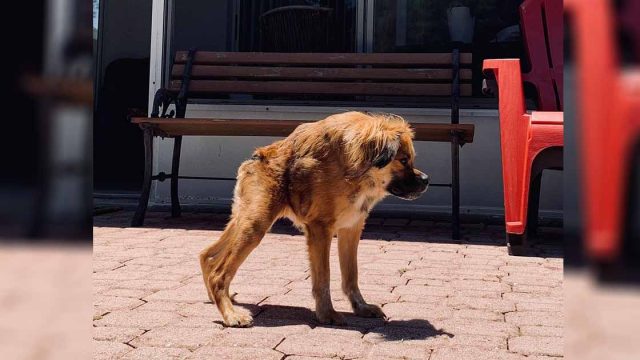 Perro que nació con una columna vertebral muy corta no sabe que es diferente