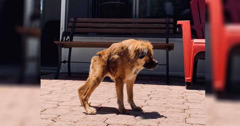 Perro que nació con una columna vertebral muy corta no sabe que es diferente