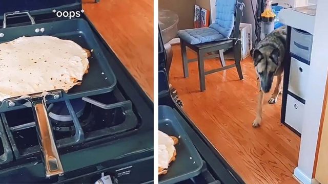 Perro revisa el piso en busca de sobras cada vez que escucha la palabra 'Ups'