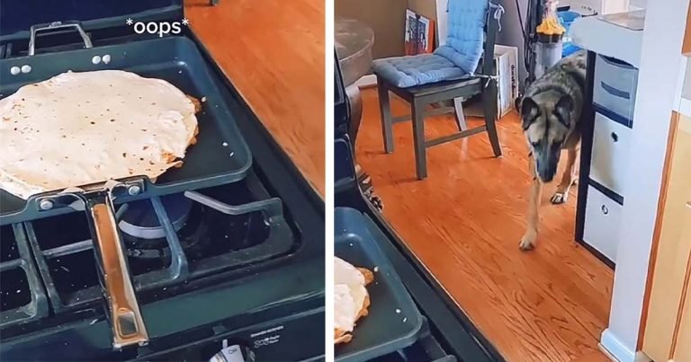 Perro revisa el piso en busca de sobras cada vez que escucha la palabra 'Ups'