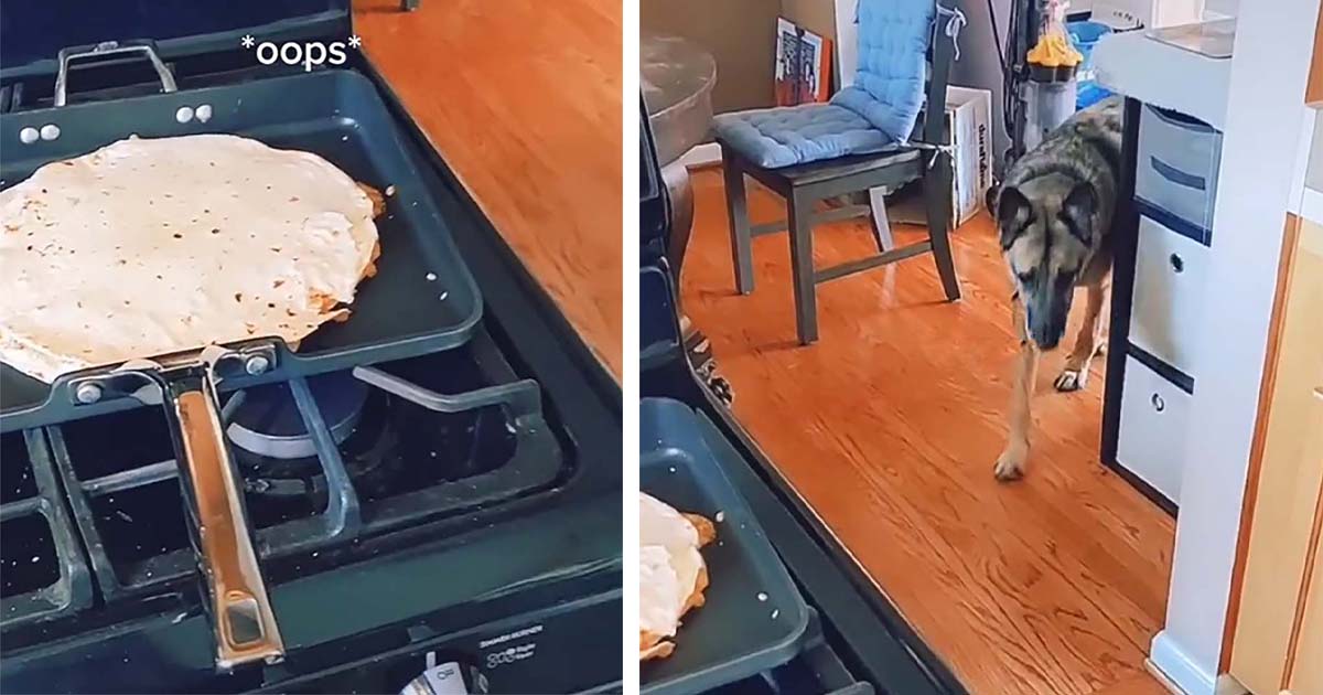 Perro revisa el piso en busca de sobras cada vez que escucha la palabra 'Ups'
