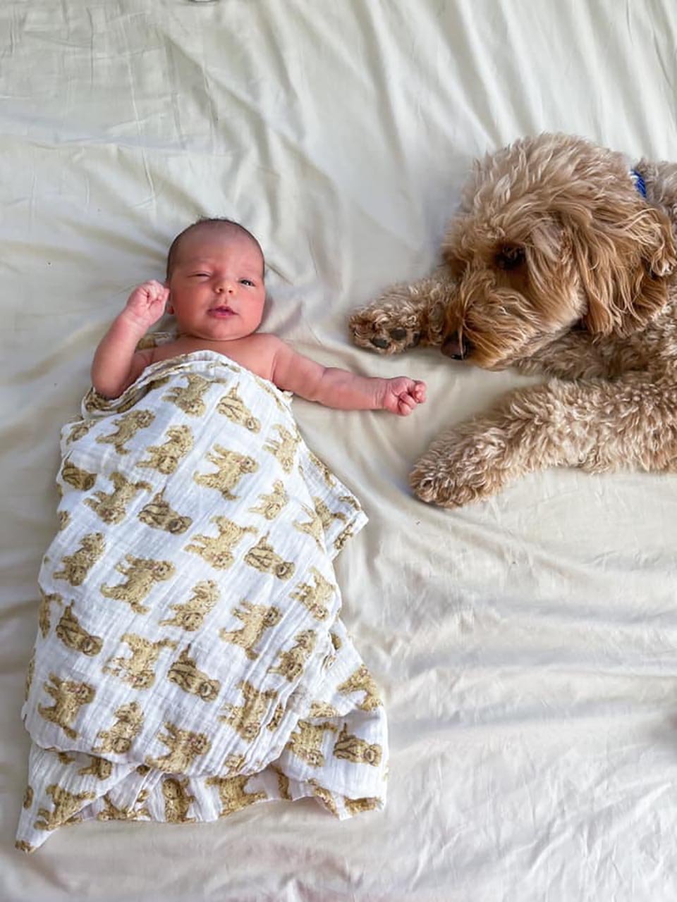 Perro y bebé en sesión de fotos