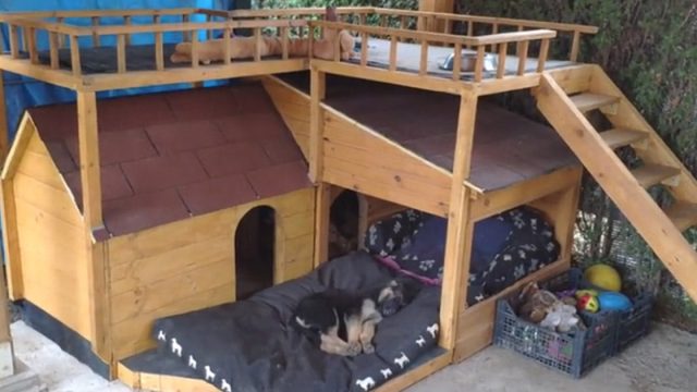 Perros no tenían un lugar para descansar