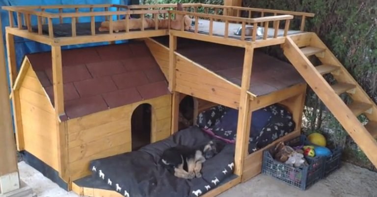Perros no tenían un lugar para descansar