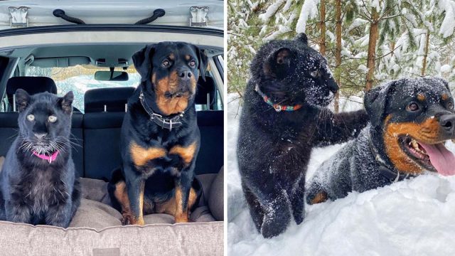 Rottweiler y pantera rescatada zoologico mejores amigas