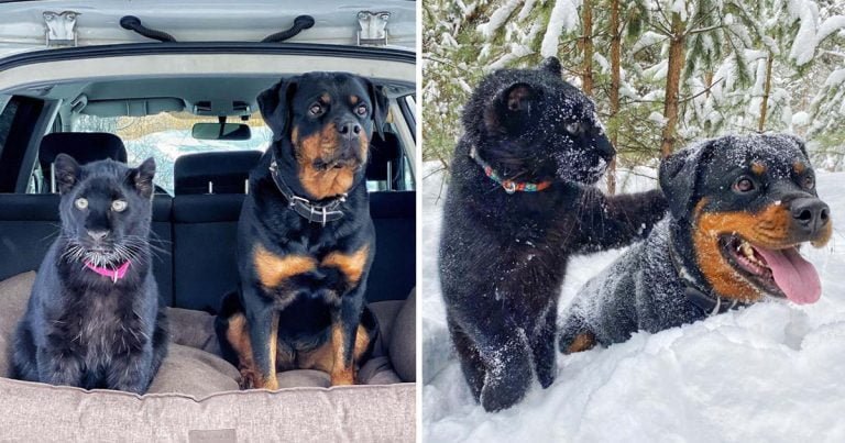 Rottweiler y pantera rescatada zoologico mejores amigas