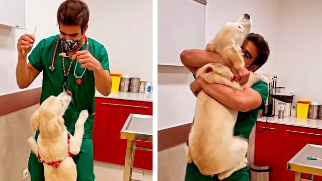 Veterinario tiene una forma adorable de vacunar a los perros sin que se den cuenta