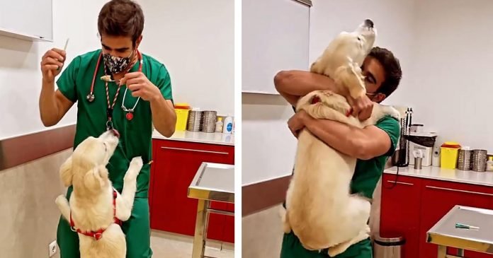 Veterinario tiene una forma adorable de vacunar a los perros sin que se den cuenta