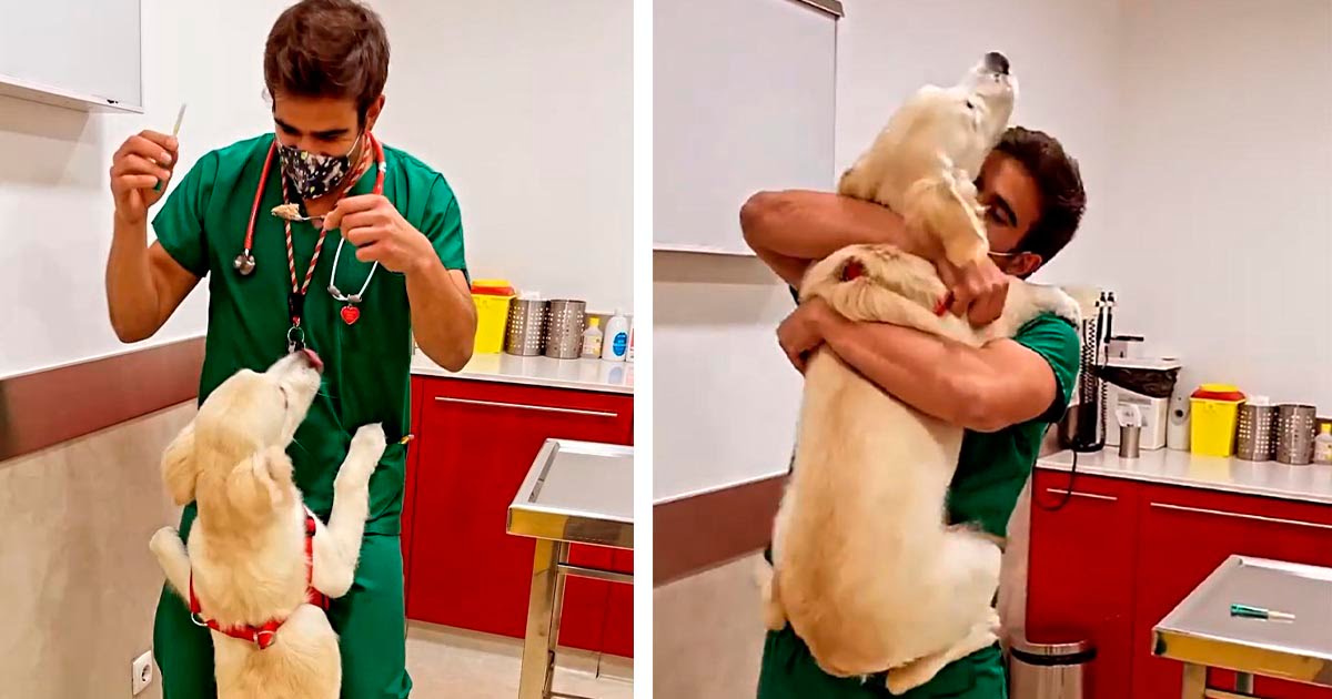 Veterinario tiene una forma adorable de vacunar a los perros sin que se den cuenta