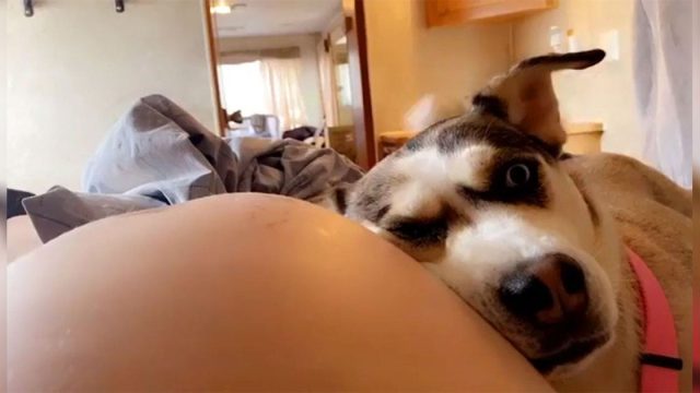 A esta perrita le encanta escuchar a su hermanito en el vientre de mamá
