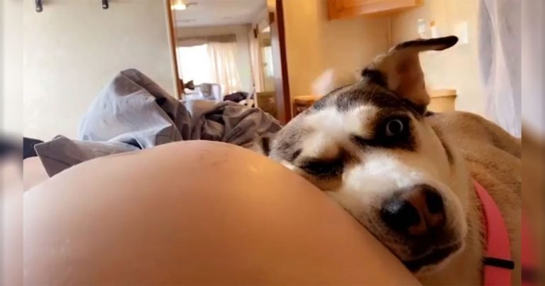 A esta perrita le encanta escuchar a su hermanito en el vientre de mamá