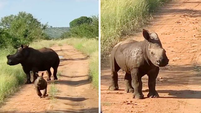 Adorable bebé rinoceronte quiere que la gente sepa lo grande, rudo y aterrador que es