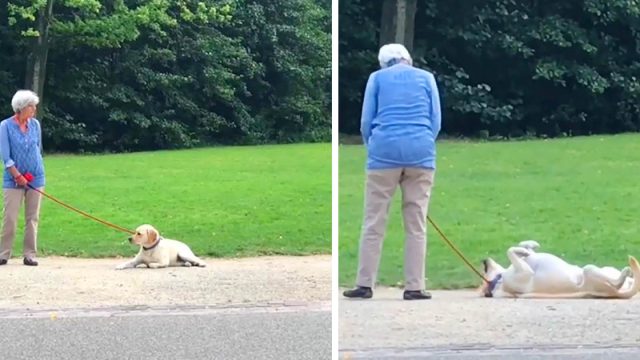 Adorable perro juega a hacerse el muerto para no tener que salir del parque