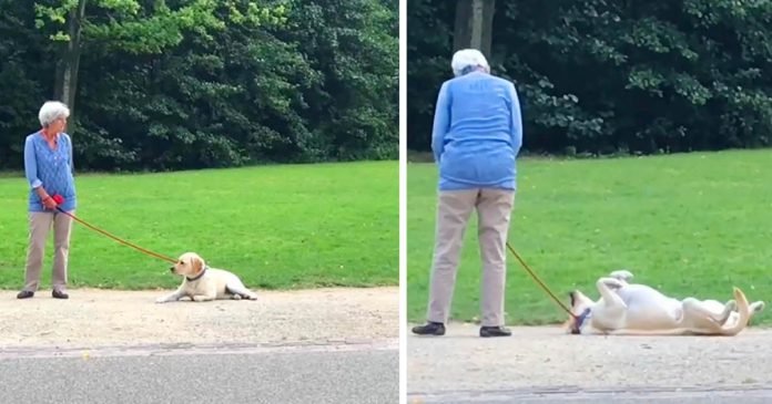 Adorable perro juega a hacerse el muerto para no tener que salir del parque